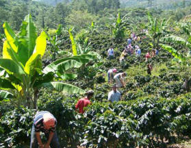 Gehlen mission team '08 digs through coffee field